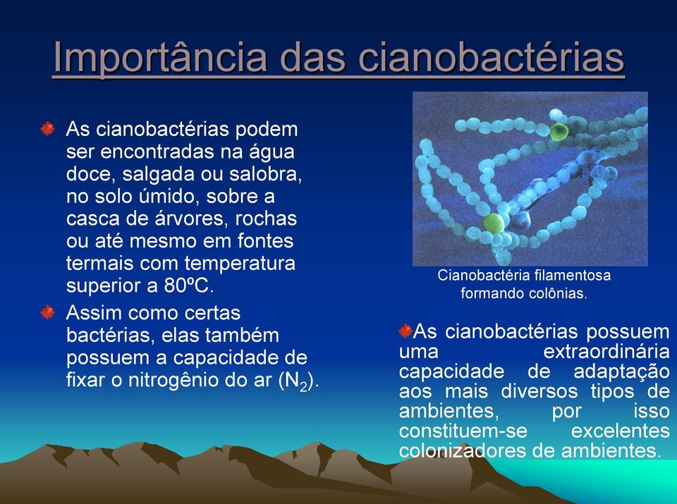 Assim como certas bactérias, elas também possuem a capacidade de fixar o nitrogênio do ar (N 2 ).