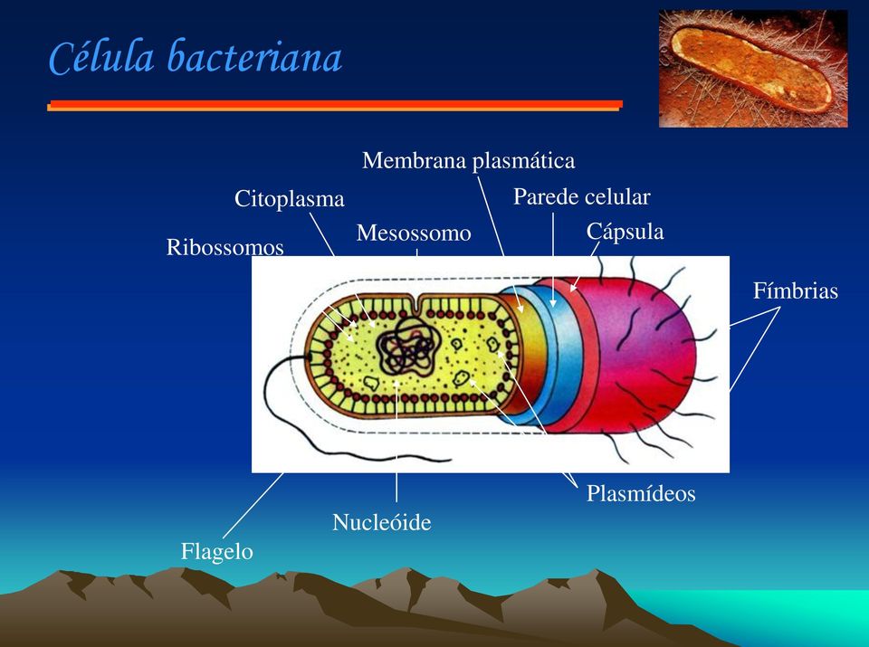 Parede celular Mesossomo Cápsula