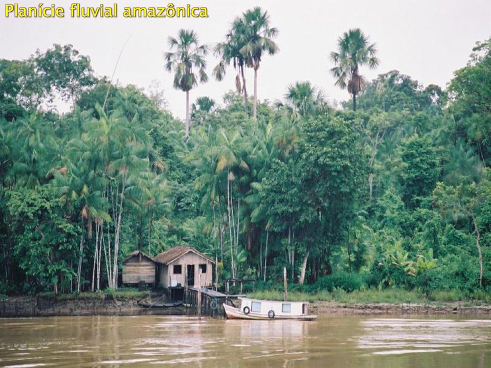 amazônica