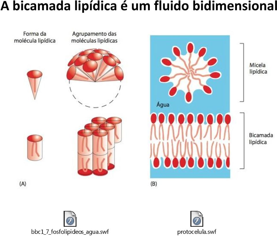 um fluido