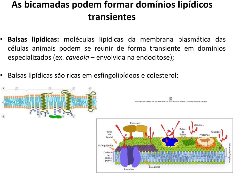 reunir de forma transiente em domínios especializados (ex.