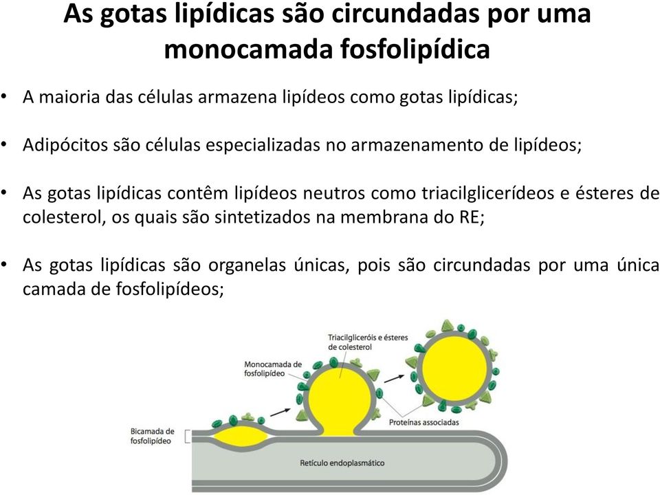 contêm lipídeos neutros como triacilglicerídeos e ésteres de colesterol, os quais são sintetizados na