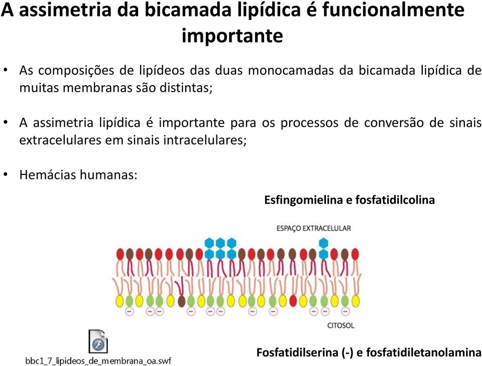 é importante para os processos de conversão de sinais extracelulares em sinais intracelulares;