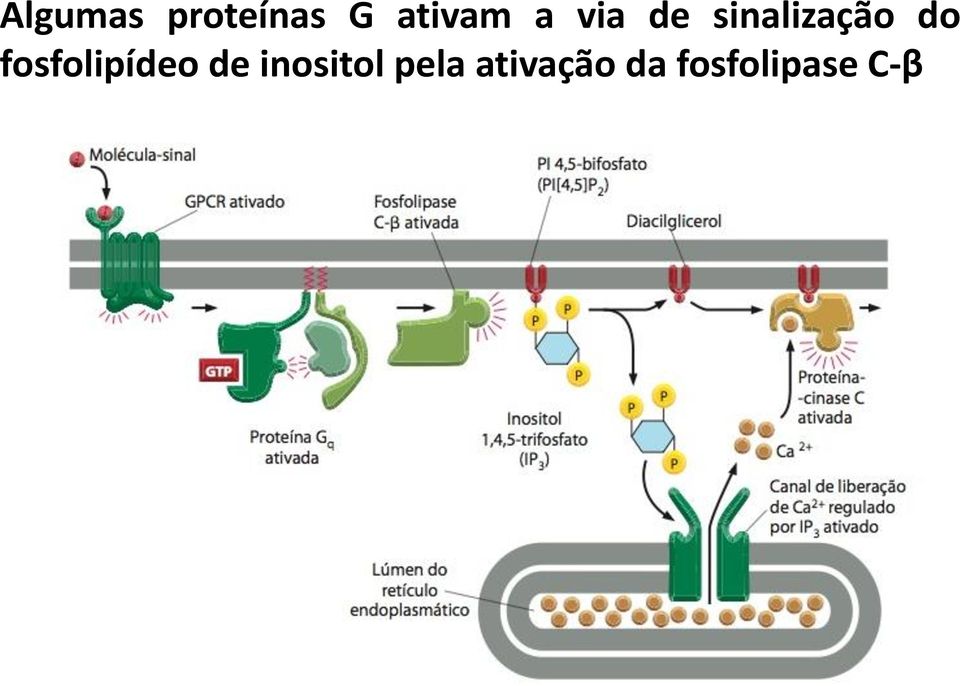 fosfolipídeo de inositol