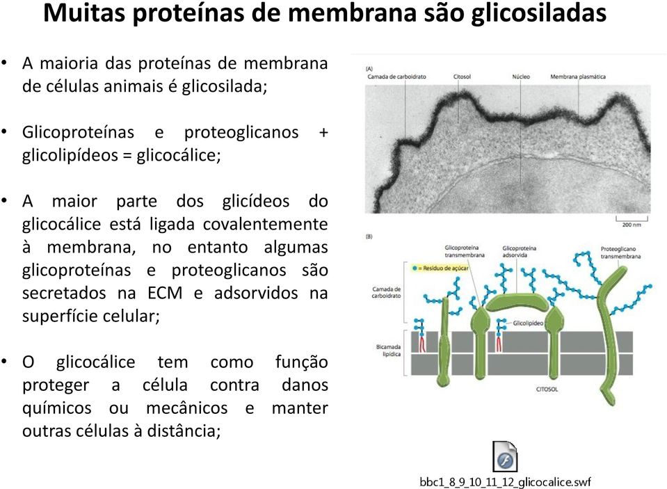 covalentemente à membrana, no entanto algumas glicoproteínas e proteoglicanos são secretados na ECM e adsorvidos na