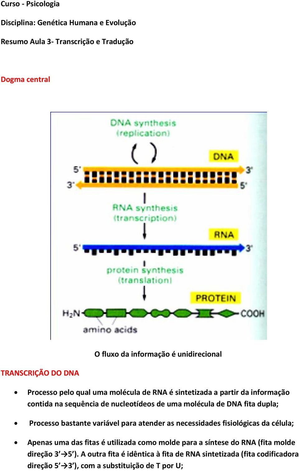 DNA fita dupla; Processo bastante variável para atender as necessidades fisiológicas da célula; Apenas uma das fitas é utilizada como molde para a