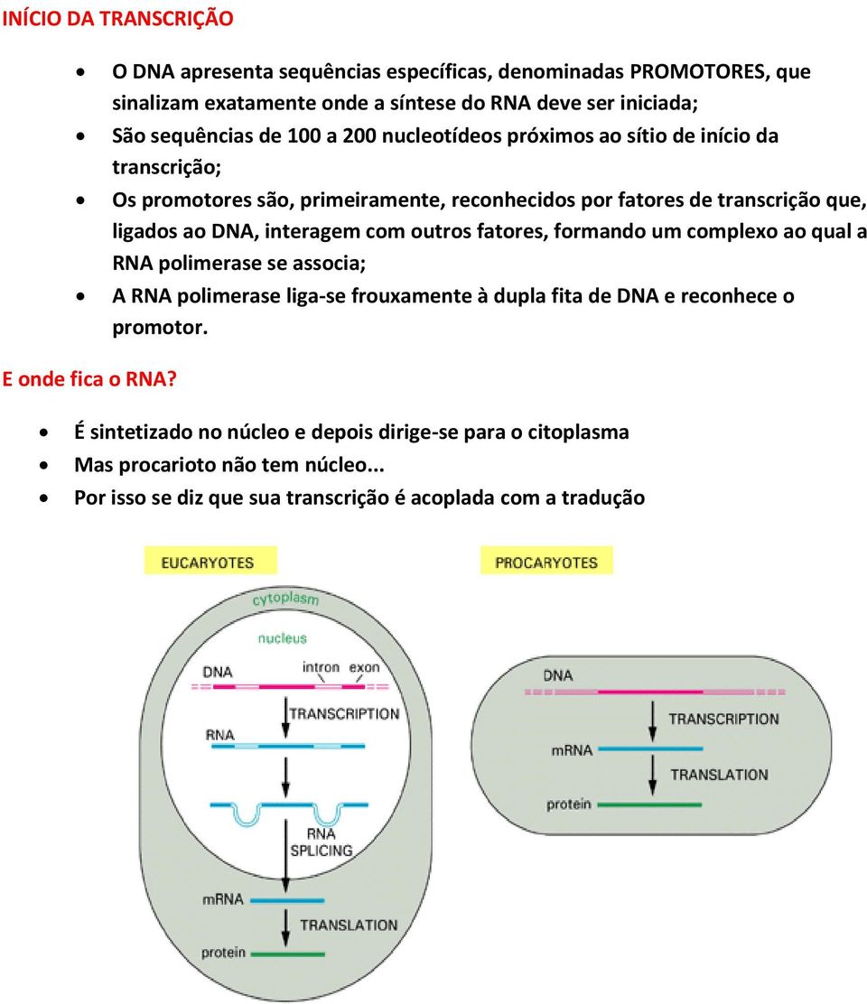 interagem com outros fatores, formando um complexo ao qual a RNA polimerase se associa; A RNA polimerase liga-se frouxamente à dupla fita de DNA e reconhece o promotor.