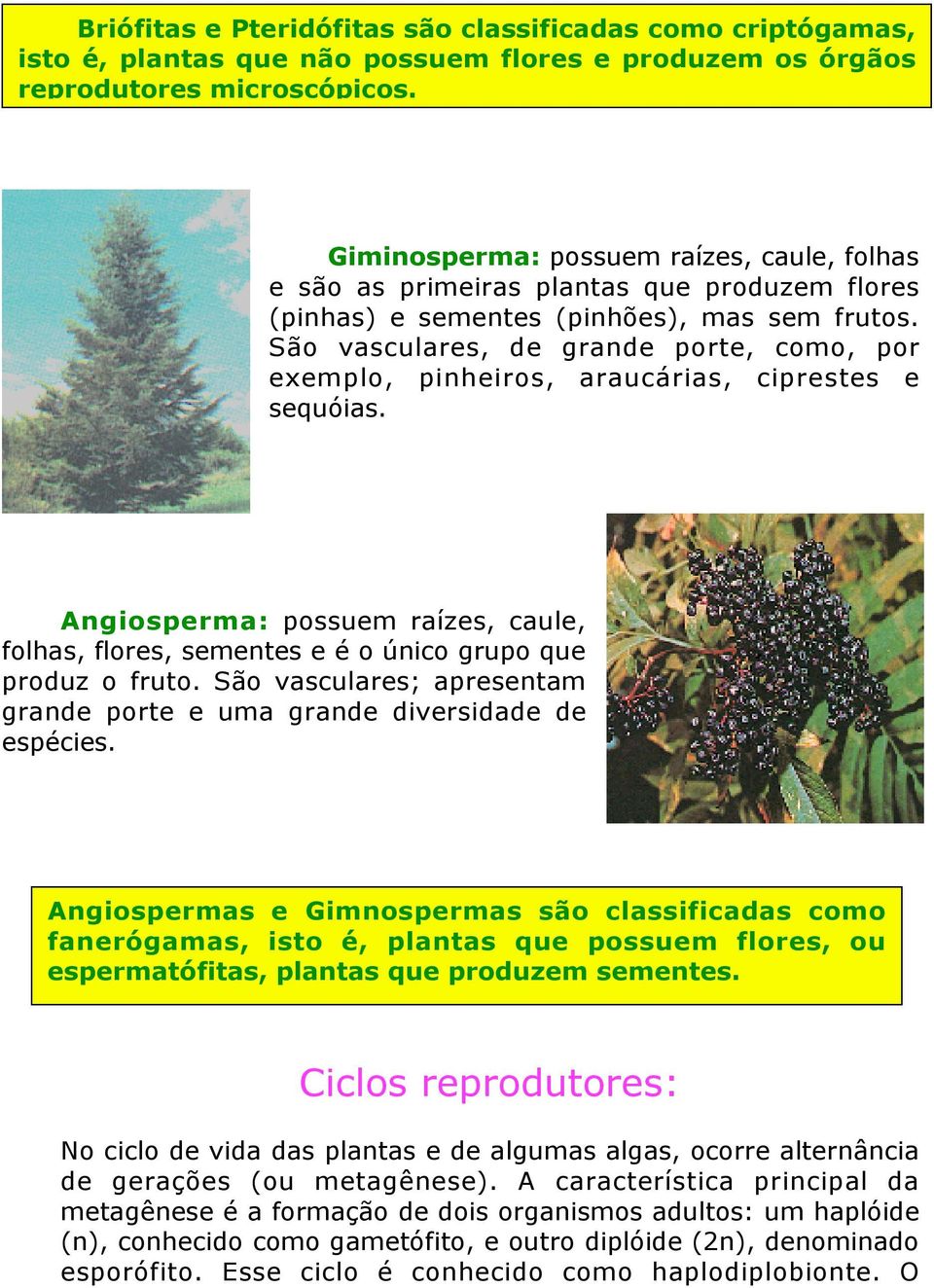 São vasculares, de grande porte, como, por exemplo, pinheiros, araucárias, ciprestes e sequóias. Angiosperma: possuem raízes, caule, folhas, flores, sementes e é o único grupo que produz o fruto.