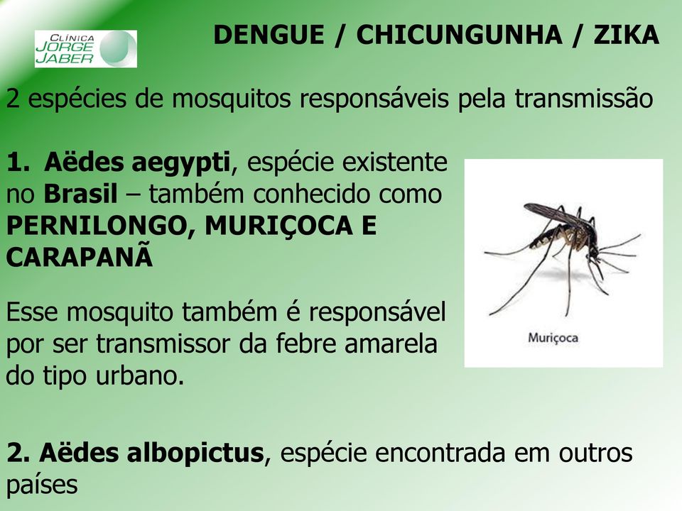 MURIÇOCA E CARAPANÃ Esse mosquito também é responsável por ser transmissor da