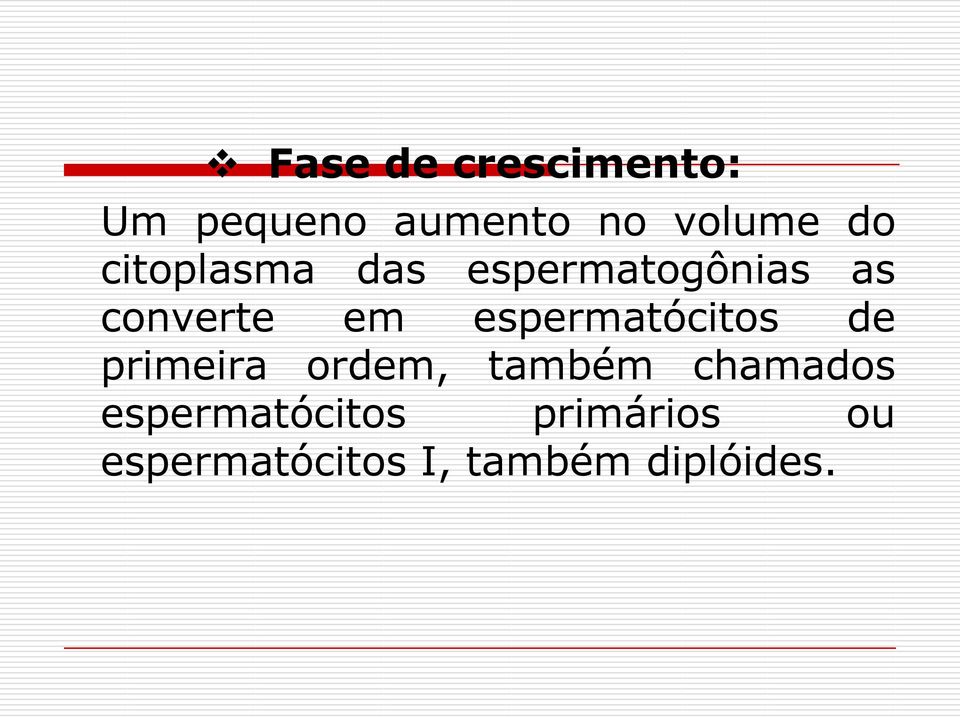 espermatócitos de primeira ordem, também chamados