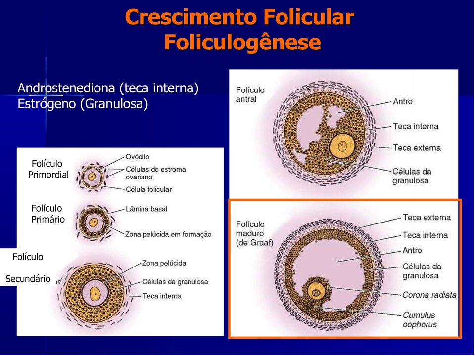 Estrógeno (Granulosa) Folículo