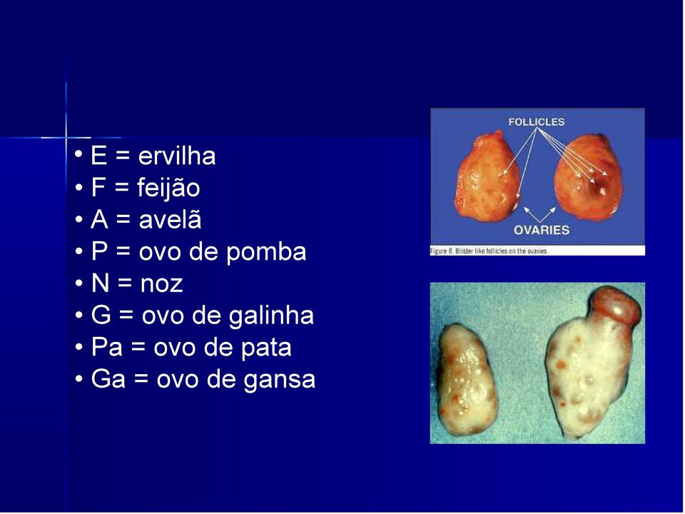 noz G = ovo de galinha Pa =