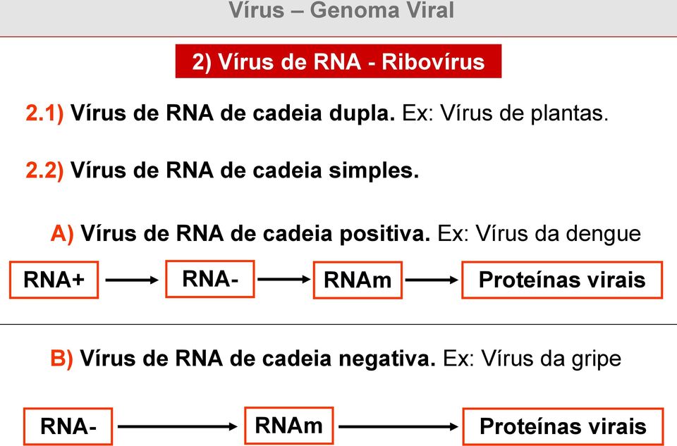 2) Vírus de RNA de cadeia simples. A) Vírus de RNA de cadeia positiva.