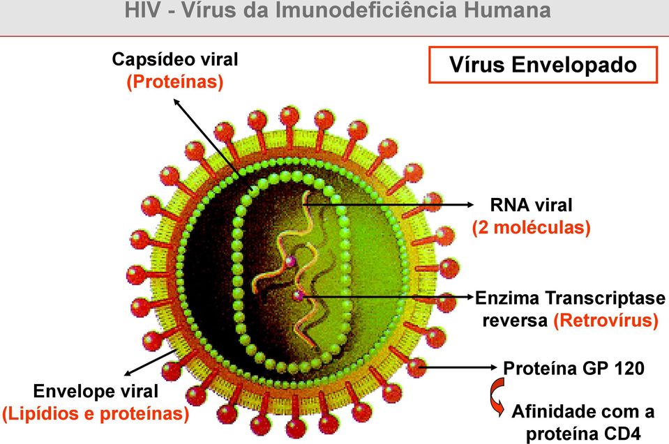 Transcriptase reversa (Retrovírus) Envelope viral (Lipídios