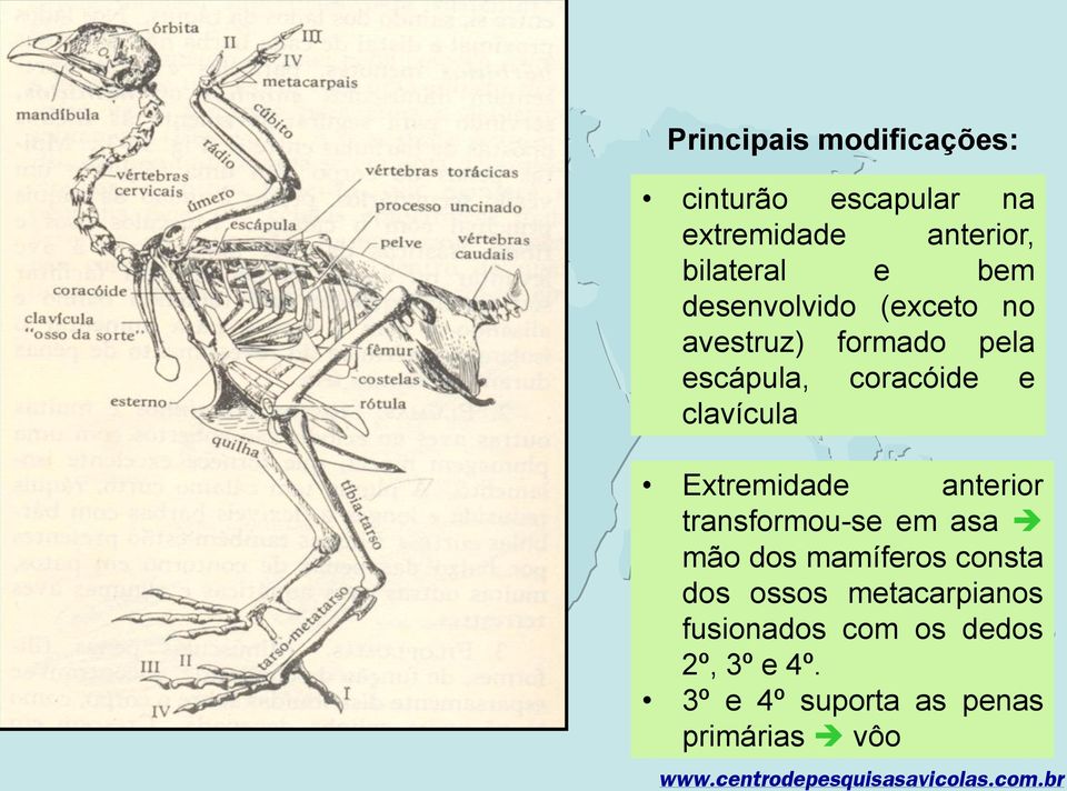 Extremidade anterior transformou-se em asa mão dos mamíferos consta dos ossos