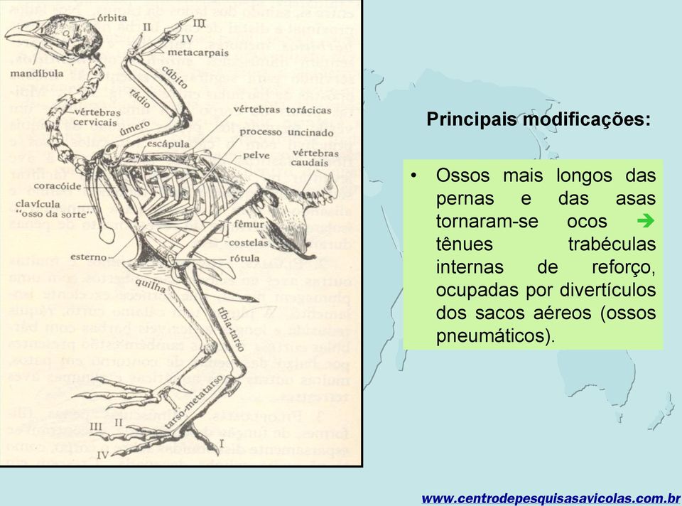 trabéculas internas de reforço, ocupadas por