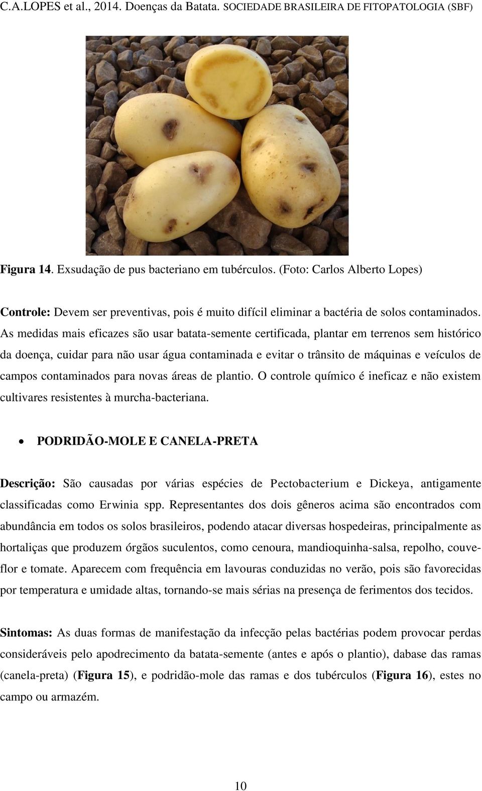 contaminados para novas áreas de plantio. O controle químico é ineficaz e não existem cultivares resistentes à murcha-bacteriana.