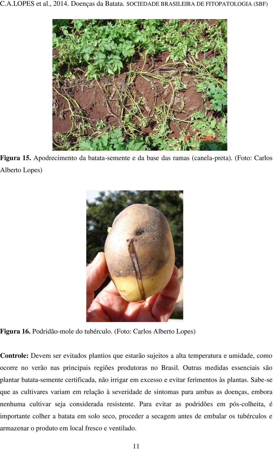 Outras medidas essenciais são plantar batata-semente certificada, não irrigar em excesso e evitar ferimentos às plantas.