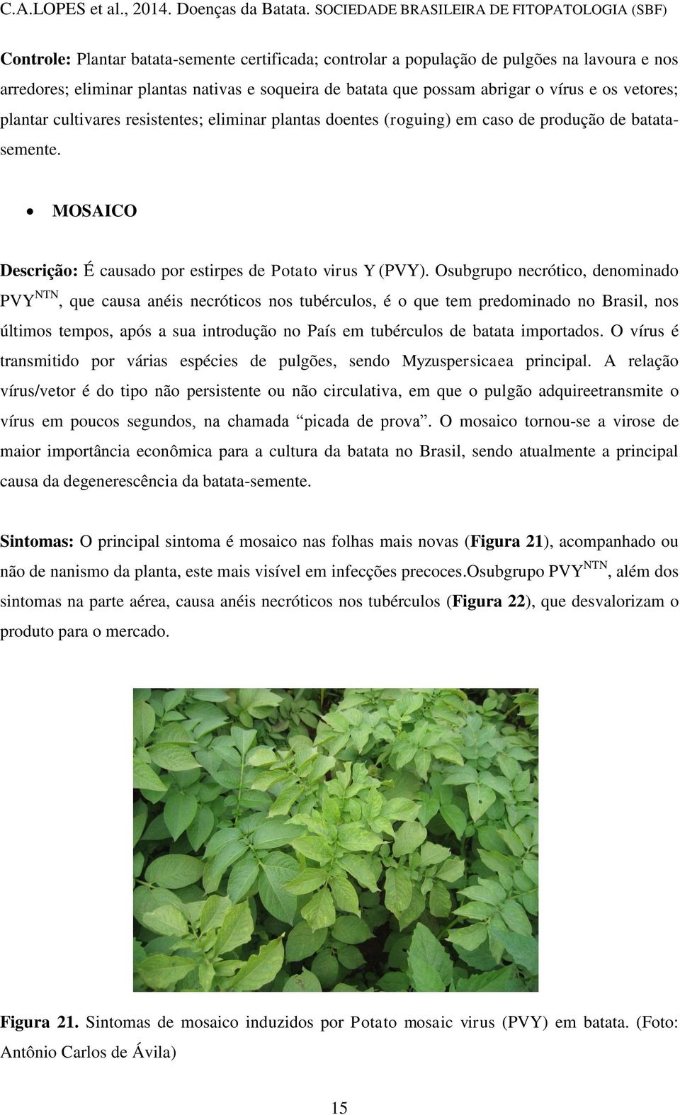 Osubgrupo necrótico, denominado PVY NTN, que causa anéis necróticos nos tubérculos, é o que tem predominado no Brasil, nos últimos tempos, após a sua introdução no País em tubérculos de batata