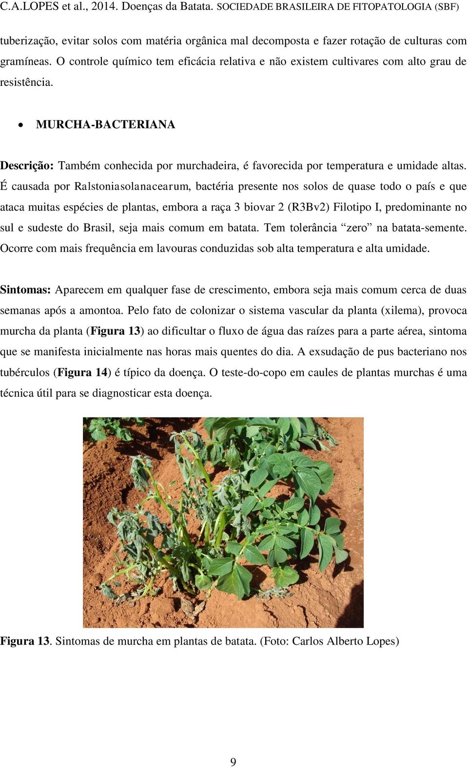 É causada por Ralstoniasolanacearum, bactéria presente nos solos de quase todo o país e que ataca muitas espécies de plantas, embora a raça 3 biovar 2 (R3Bv2) Filotipo I, predominante no sul e