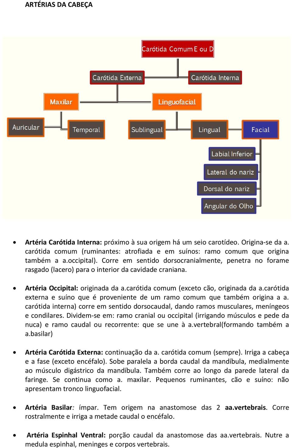 carótida externa e suíno que é proveniente de um ramo comum que também origina a a. carótida interna) corre em sentido dorsocaudal, dando ramos musculares, meníngeos e condilares.