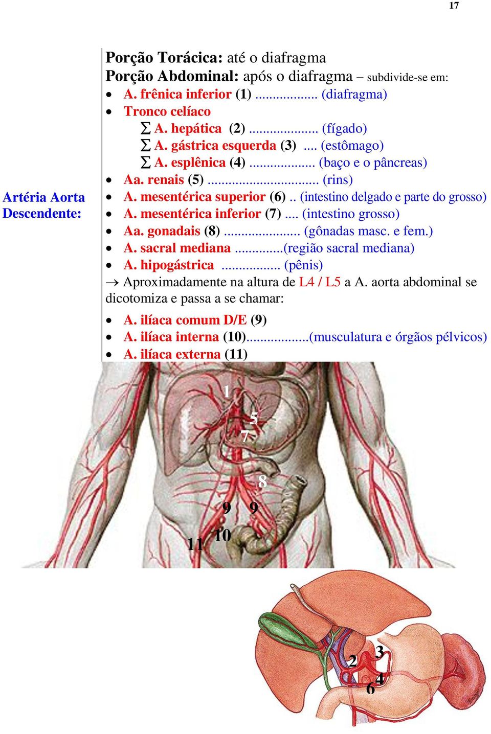 mesentérica inferior (7)... (intestino grosso) Aa. gonadais (8)... (gônadas masc. e fem.) A. sacral mediana...(região sacral mediana) A. hipogástrica.