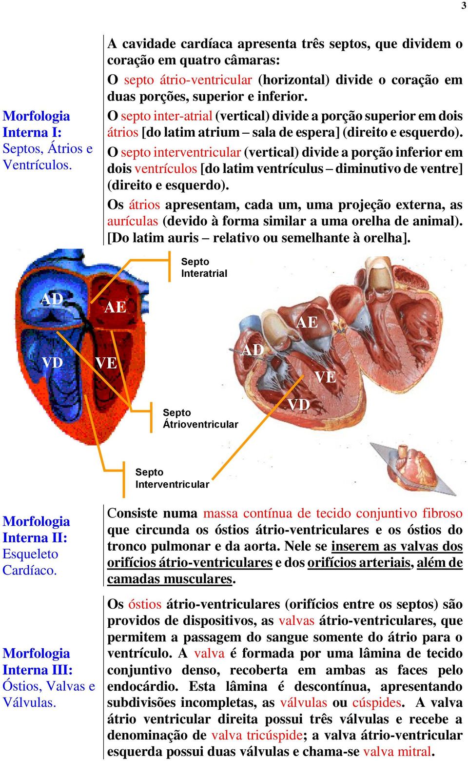 O septo inter-atrial (vertical) divide a porção superior em dois átrios [do latim atrium sala de espera] (direito e esquerdo).