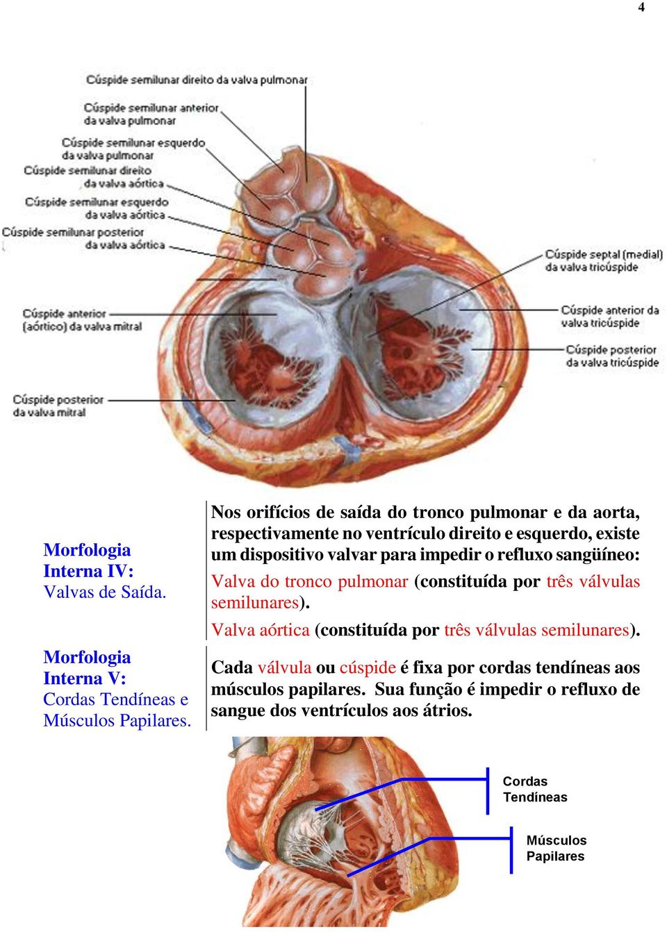 impedir o refluxo sangüíneo: Valva do tronco pulmonar (constituída por três válvulas semilunares).