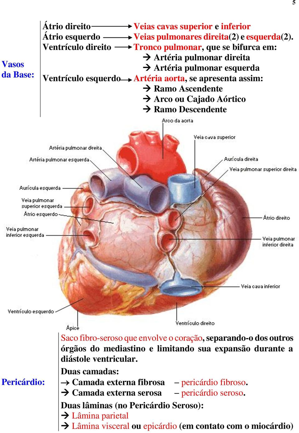 Descendente Pericárdio: Saco fibro-seroso que envolve o coração, separando-o dos outros órgãos do mediastino e limitando sua expansão durante a diástole ventricular.