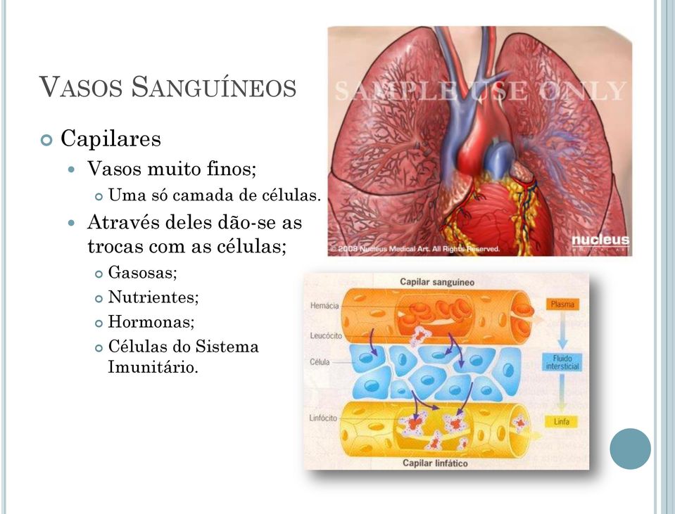 Através deles dão-se as trocas com as