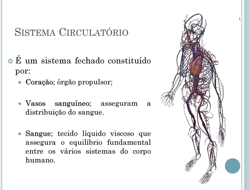 distribuição do sangue.