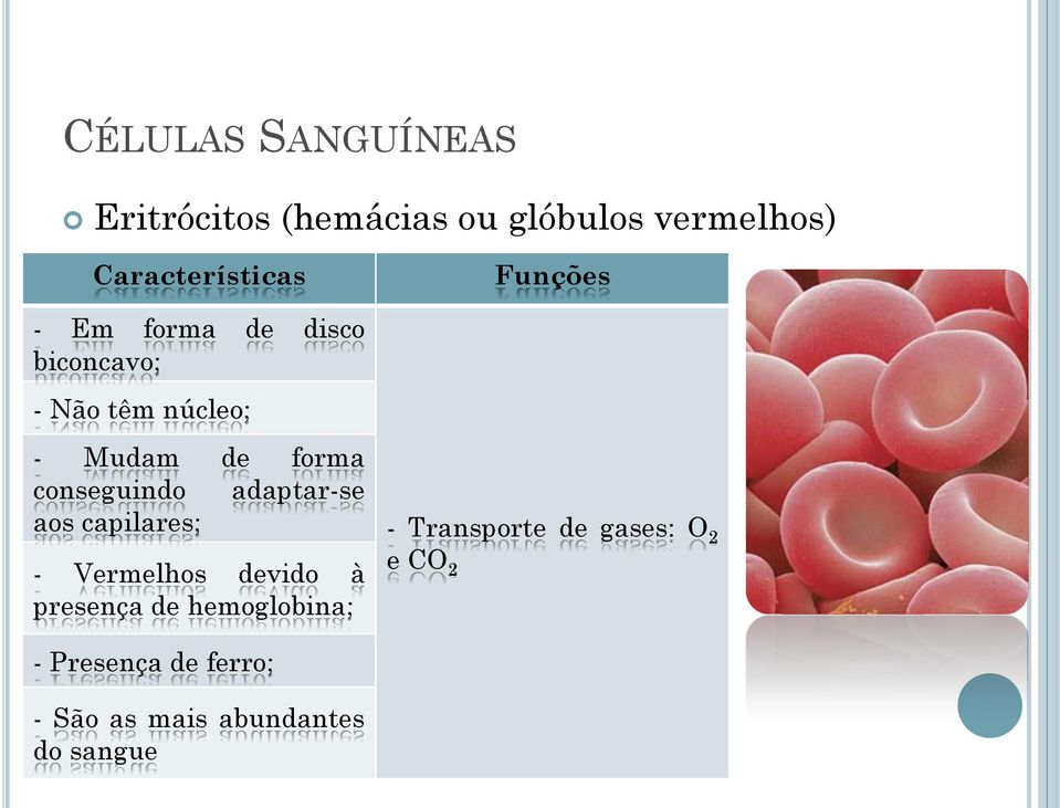 adaptar-se aos capilares; - Vermelhos devido à presença de hemoglobina; Funções -