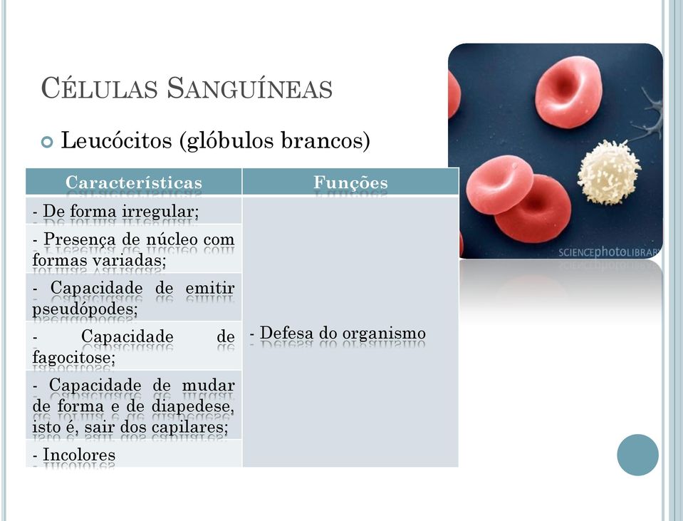 pseudópodes; - Capacidade de fagocitose; - Capacidade de mudar de forma e de