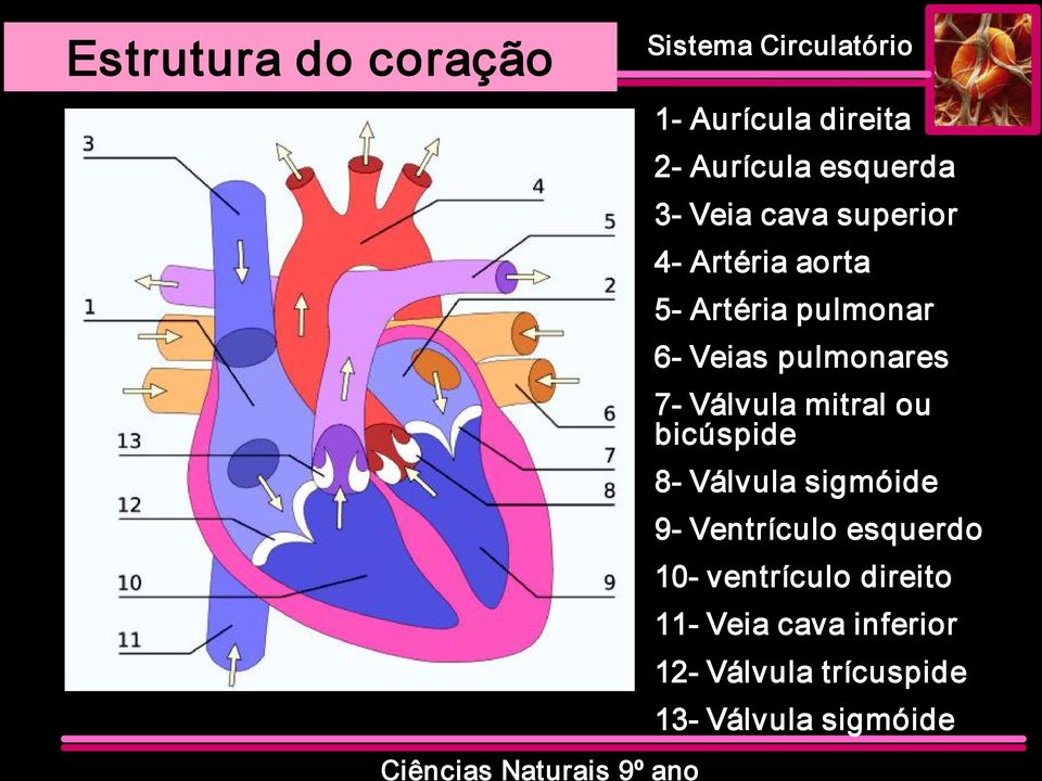 pulmonares 7 Válvula mitral ou bicúspide 8 Válvula sigmóide 9 Ventrículo
