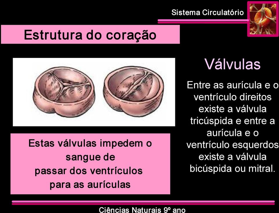 ventrículo direitos existe a válvula tricúspida e entre a