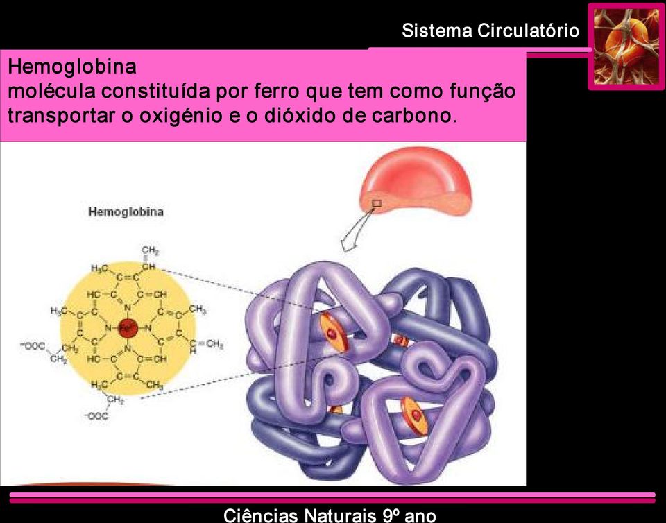 tem como função transportar