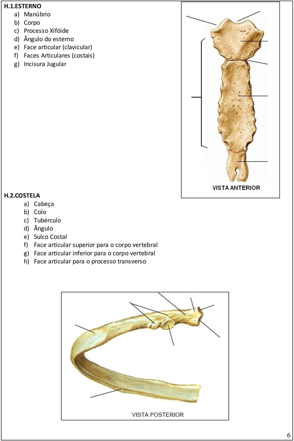 COSTELA a) Cabeça b) Colo c) Tubérculo d) Ângulo e) Sulco Costal f) Face articular superior