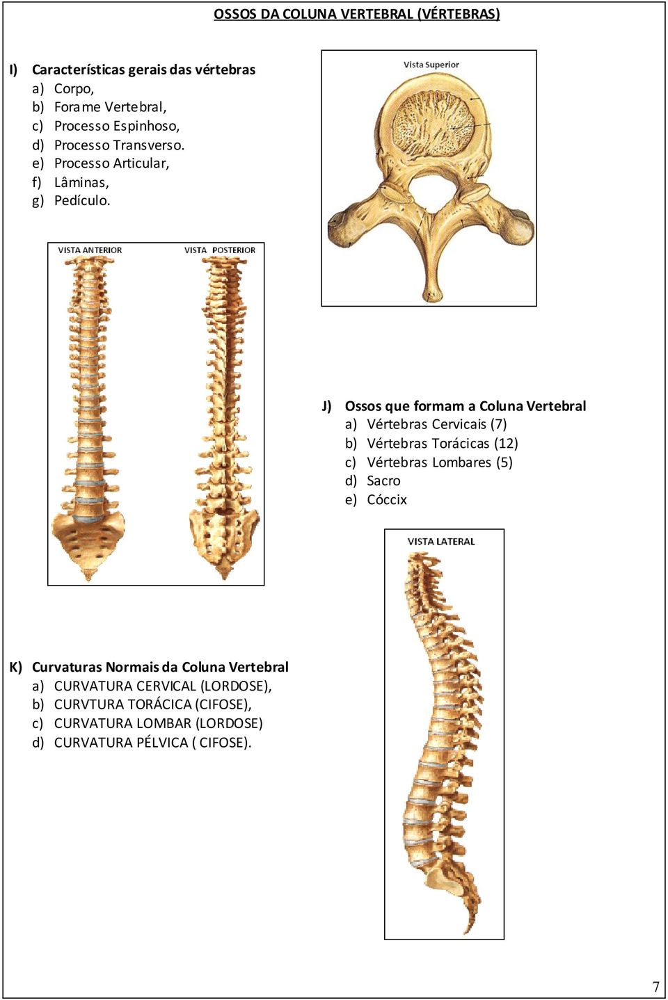 J) Ossos que formam a Coluna Vertebral a) Vértebras Cervicais (7) b) Vértebras Torácicas (12) c) Vértebras Lombares (5) d)