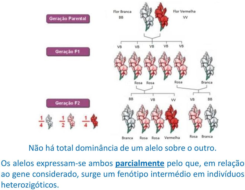 Os alelos expressam-se ambos parcialmente pelo