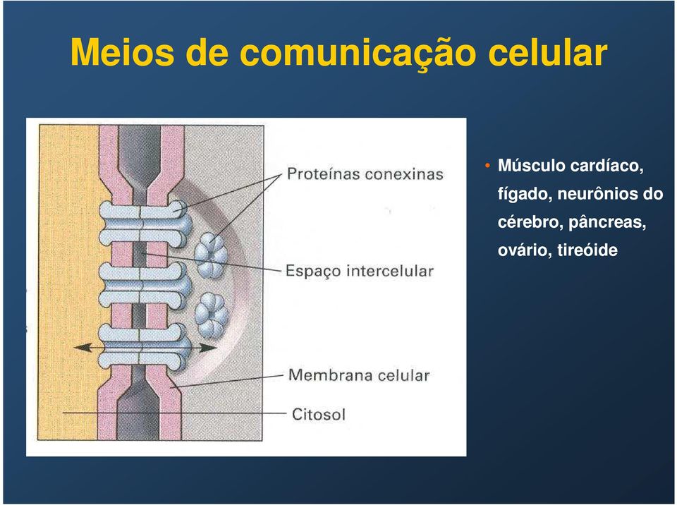 fígado, neurônios do