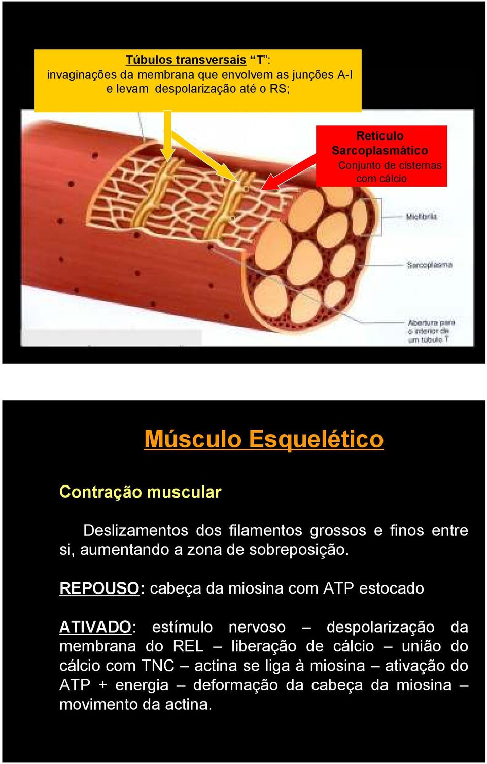 a zona de sobreposição.