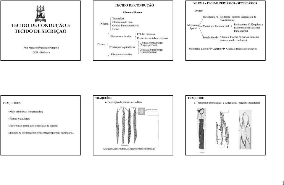 SECUNDÁRIOS Meristema Apical Origem Protoderme Epiderme (Sistema dérmico ou de revestimento) Parênquima, Colênquima e Meristema Fundamental Esclerênquima (Sistema Fundamental Procâmbio Xilema e