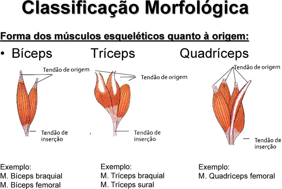 Exemplo: M. Bíceps braquial M.