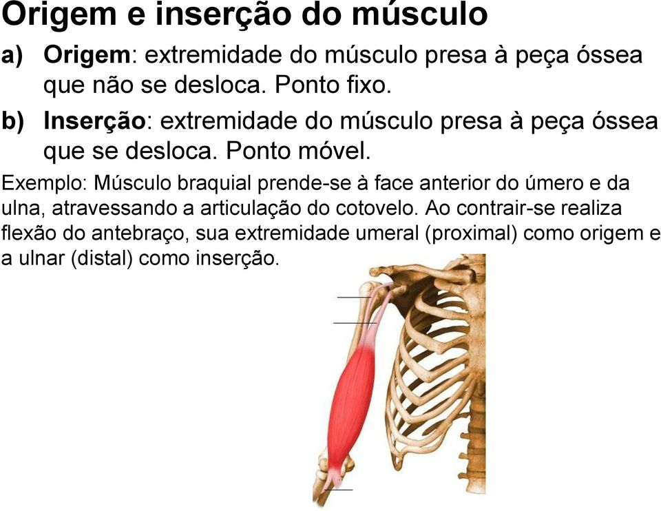 Exemplo: Músculo braquial prende-se à face anterior do úmero e da ulna, atravessando a articulação do