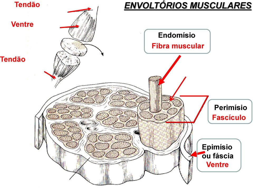 Endomísio Fibra muscular