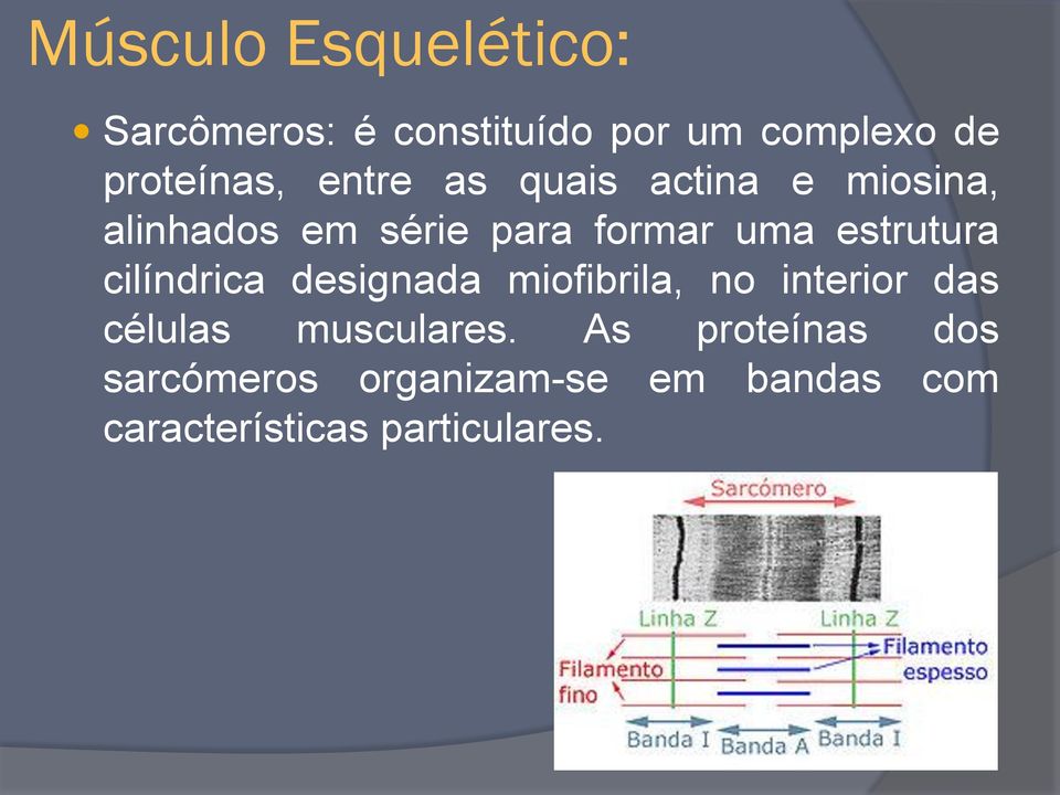 estrutura cilíndrica designada miofibrila, no interior das células