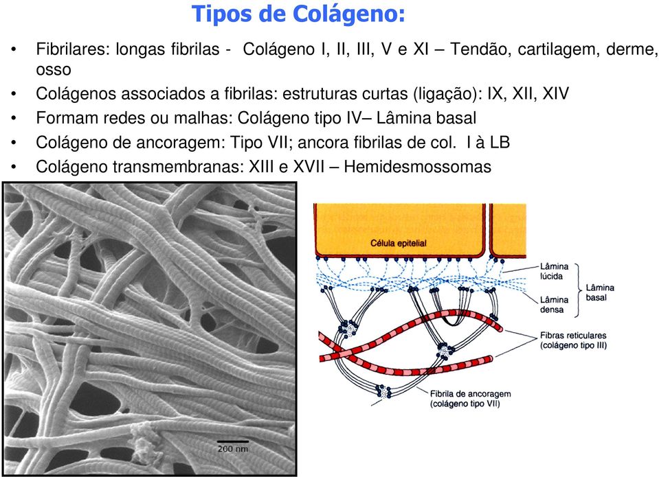 IX, XII, XIV Formam redes ou malhas: Colágeno tipo IV Lâmina basal Colágeno de