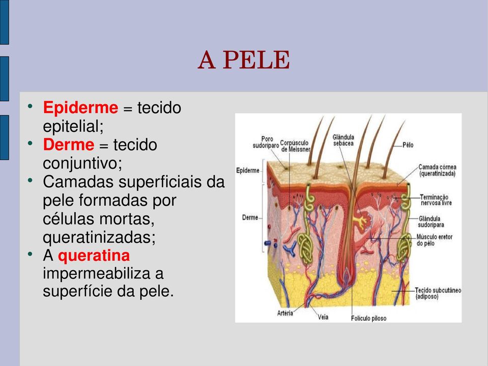 pele formadas por células mortas,