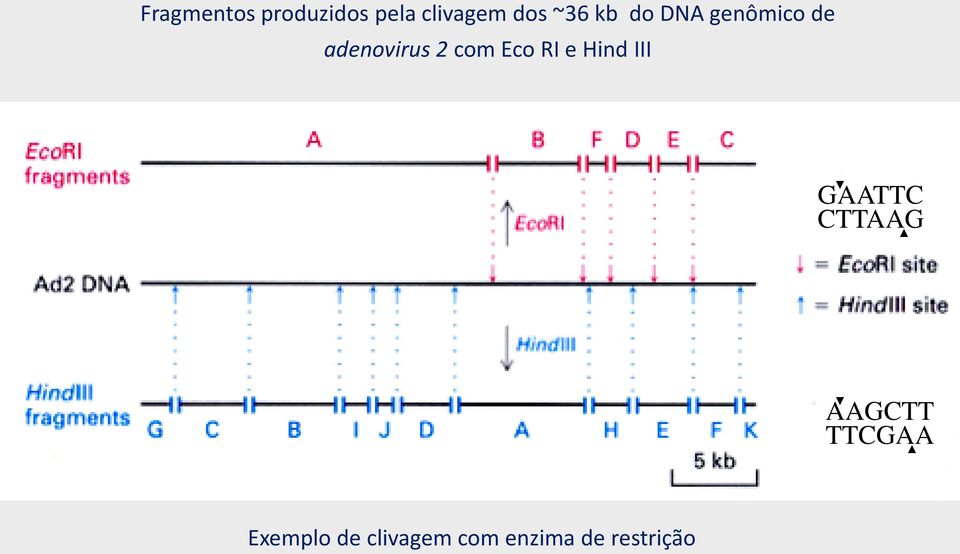 Eco RI e Hind III GAATTC CTTAAG AAGCTT