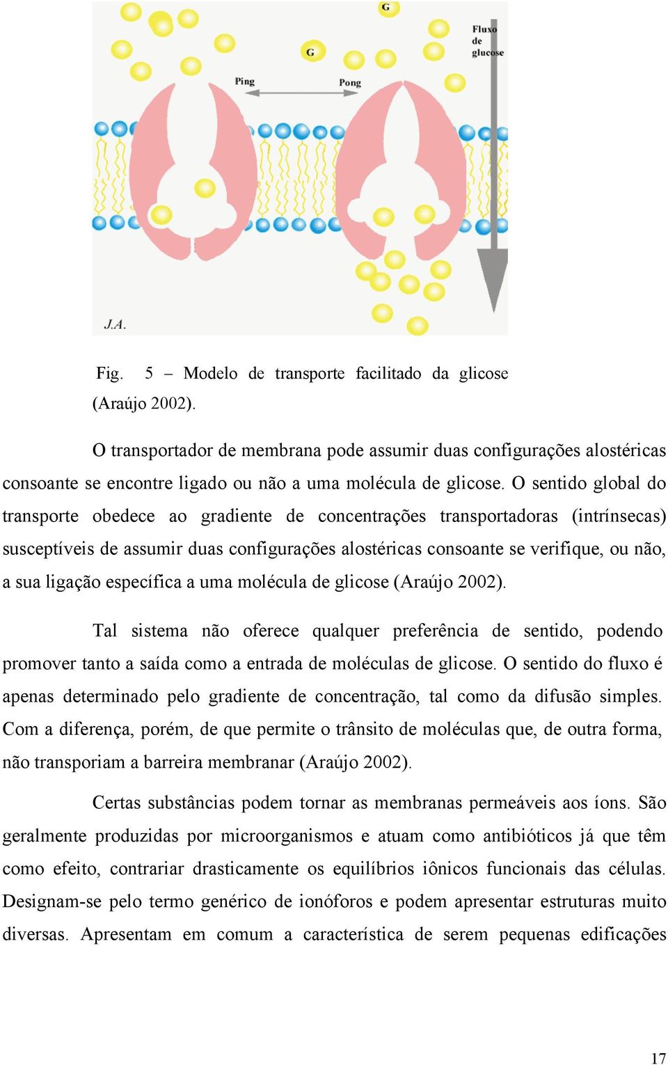 específica a uma molécula de glicose (Araújo 2002). Tal sistema não oferece qualquer preferência de sentido, podendo promover tanto a saída como a entrada de moléculas de glicose.